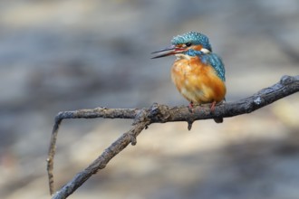 A female kingfisher (Alcedo atthis) sits calling on a perch, Germany