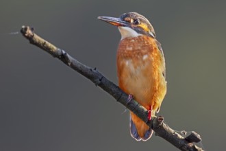 A female kingfisher (Alcedo atthis), easily recognisable by its reddish-coloured beak, on a perch,