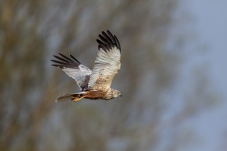 A male marsh harrier (Circus aeruginosus) flies over a reed belt in search of food, hunting,