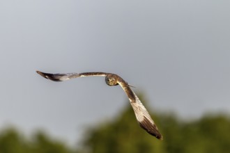 While hunting over a moor, this male marsh harrier (Circus aeruginosus) flies directly towards me,
