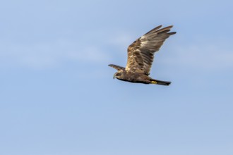 A female marsh harrier (Circus aeruginosus) foraging over a reed belt, unlike many other raptor