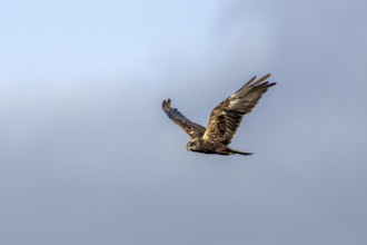 A female marsh harrier (Circus aeruginosus) foraging over a reed belt, hunting, Denmark