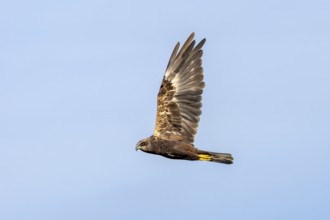 The female marsh harrier (Circus aeruginosus) looks over to me as she flies past, hunting, Denmark