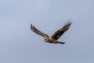 A female marsh harrier (Circus aeruginosus) flies over a reed belt in search of food, hunting,