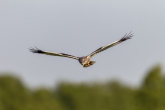 Male marsh harrier (Circus aeruginosus) on its hunting flight over a moorland meadow, Germany