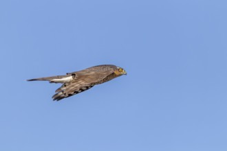 A sparrowhawk (Accipiter nisus) Terzel in typical flying posture hunting for songbirds, Terzel is