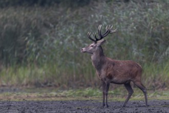 A young red deer (Cervus elaphus) in top physical condition appears on the bank of a pond, rutting