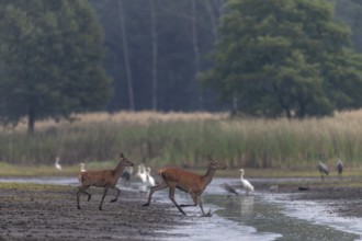 A red deer (Cervus elaphus) with a very late calf, in September calves born in May and June have