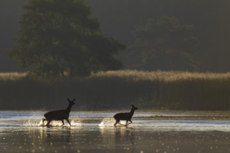 The stag calf clearly enjoys crossing the pond, while the red deer (Cervus elaphus) follows