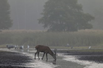 A red deer (Cervus elaphus) has stepped up to a pond bank to draw water, in the background the
