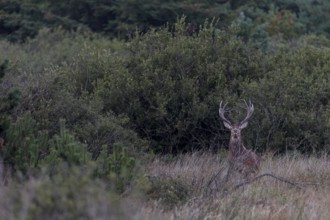 In the evening, the red deer (Cervus elaphus) leaves the place where it has been resting
