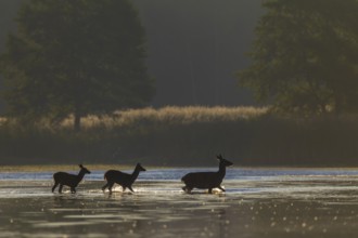 In the early morning a red deer (Cervus elaphus) with two calves crosses a pond, rutting season,