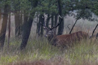 In high vegetation, a lot of luck is needed to get a free-standing red deer (Cervus elaphus) in