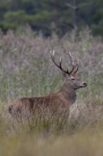 A few metres away from me, the red deer (Cervus elaphus) steps out of its daytime hiding place onto