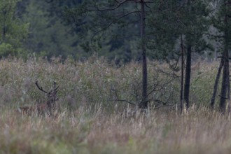 After a long wait, a red deer (Cervus elaphus) finally emerges from the reed belt, rutting season,