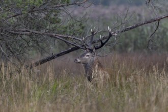 The red deer (Cervus elaphus) attentively eyes the opposite edge of the forest, rutting season,