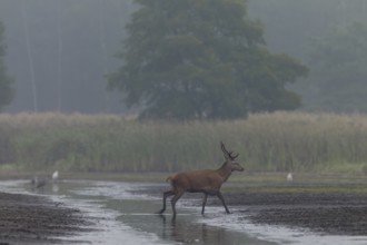 After the red deer (Cervus elaphus) has refreshed itself, it continues on its way, rutting season,