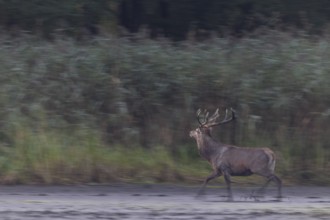 Something attracts the attention of a red deer (Cervus elaphus), probably another red deer in the