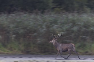This red deer (Cervus elaphus) is obviously in a hurry, rutting season, wiping picture, dragging,