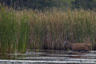 A red deer (Cervus elaphus) walks through a pond, rutting season, Germany