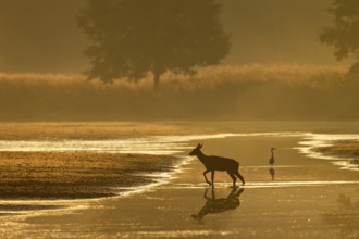 A red deer calf (Cervus elaphus) follows the mother at a distance of a few metres, the heron