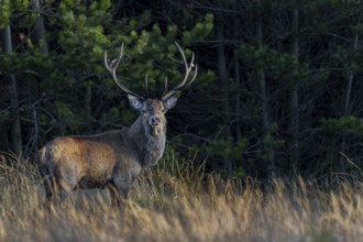 The short hide is crowned with success, in the evening a red deer (Cervus elaphus) enters the