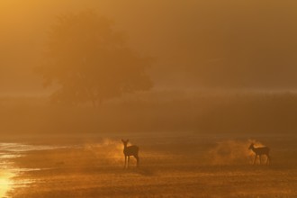 A red deer (Cervus elaphus) with calf changes from the reed belt and the breathing mist glows in