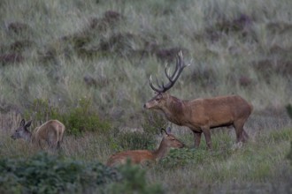 Red deer (Cervus elaphus) standing next to a resting red deer while the calf is grazing nearby,