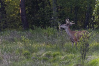 A red deer (Cervus elaphus) in velvet moulting the leaves of the late-flowering bird cherry (Prunus