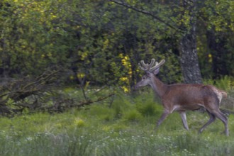 A red deer (Cervus elaphus) in its velvet coat, returning from a forest meadow to the forest after