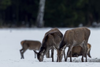 Red deer (Cervus elaphus) and calves grazing in the evening on a snow-covered forest meadow,
