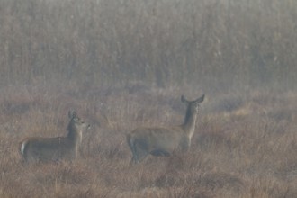 A red deer (Cervus elaphus) with calf walks attentively across a marshy meadow, morning mist,
