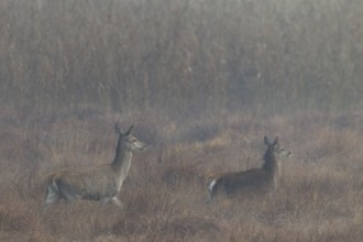 A red deer (Cervus elaphus) with calf walks attentively across a marshy meadow, interestingly the