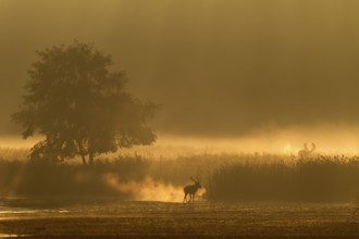 A red deer (Cervus elaphus) moves into the reed belt while another stands on a hill in the morning