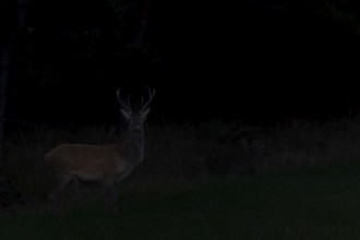 A red deer (Cervus elaphus) moves to a forest meadow in almost complete darkness, night, night