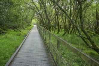 Trail through forest to Lower Lake, Glendalough, Wicklow Mountains National Park, Brockagh, County
