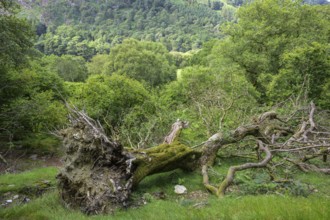 Tree fallen by storm, Wicklow Mountains National Park, Glendalough, Brockagh, County Wicklow,