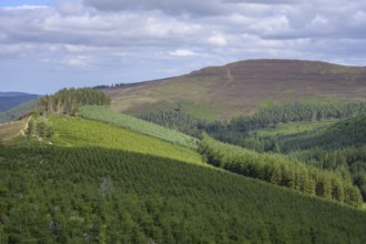 Monocultures of conifers, Wicklow Mountains National Park, Glendalough, Brockagh, County Wicklow,