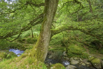 Forest near Poulanass Waterfall, Wicklow Mountains National Park, Glendalough, Brockagh, County