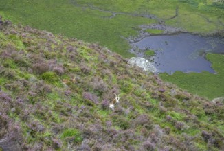 Wild mountain goats, Wicklow Mountains National Park, Glendalough, Brockagh, County Wicklow,