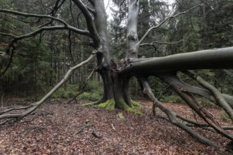 Broken old copper beech (Fagus sylvatica), Emsland, Lower Saxony, Germany