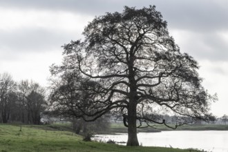 Schwarzerle an der Ems, Emsland, Lower Saxony, Germany
