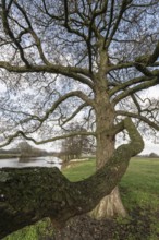 Schwarzerle an der Ems, Emsland, Lower Saxony, Germany