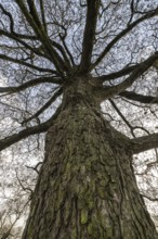 Schwarzerle, Emsland, Lower Saxony, Germany