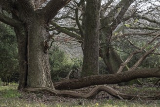 Old hut oaks (Quercus robur) and junipers (Juniperus communis), Meppener Weide, Emsland, Lower