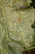 Sugar beet (Beta vulgaris) leaf with Rust (Uromyces betae) fungal plant pathogen disease, England,
