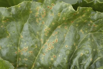 Sugar beet (Beta vulgaris) leaf with Rust (Uromyces betae) fungal plant pathogen disease, England,