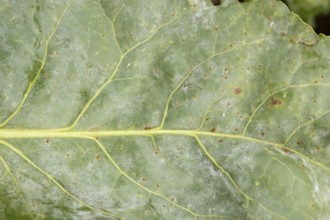 Sugar beet (Beta vulgaris) leaf with Rust (Uromyces betae) and Powdery mildew (fungal plant