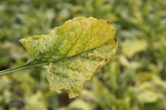 Sugar beet (Beta vulgaris) crop plant leaf in a farm field infected with virus yellows plant