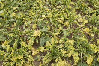 Sugar beet (Beta vulgaris) crop plants in a farm field infected with virus yellows plant pathogen,